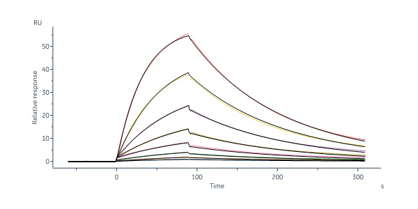 Rabbit PTK7 / CCK4 Protein, His Tag (MALS verified)