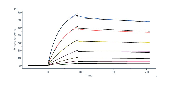 Human metapneumovirus Post-fusion glycoprotein F0, His Tag (MAL