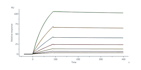 Human SEZ6 Protein, Fc Tag (MALS verified)