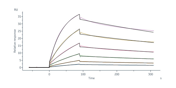 Cynomolgus Transferrin R / CD71 Protein, Fc Tag (MALS verified)
