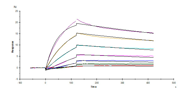 Human Truncated Vitronectin / VTN-N Protein, Research Grade