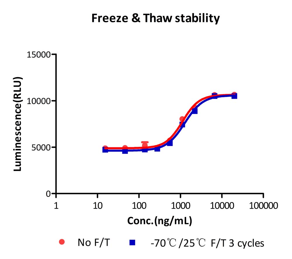 DLL4 STABILITY