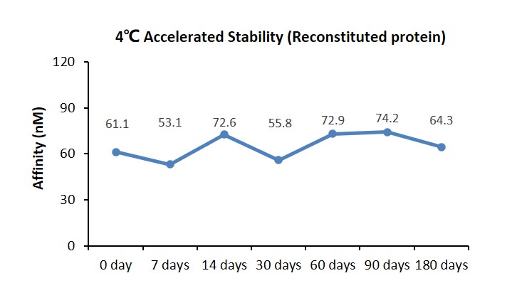 DLL4 STABILITY