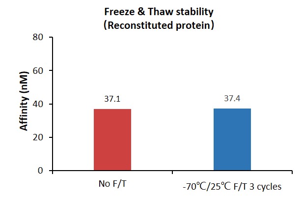 DLL4 STABILITY