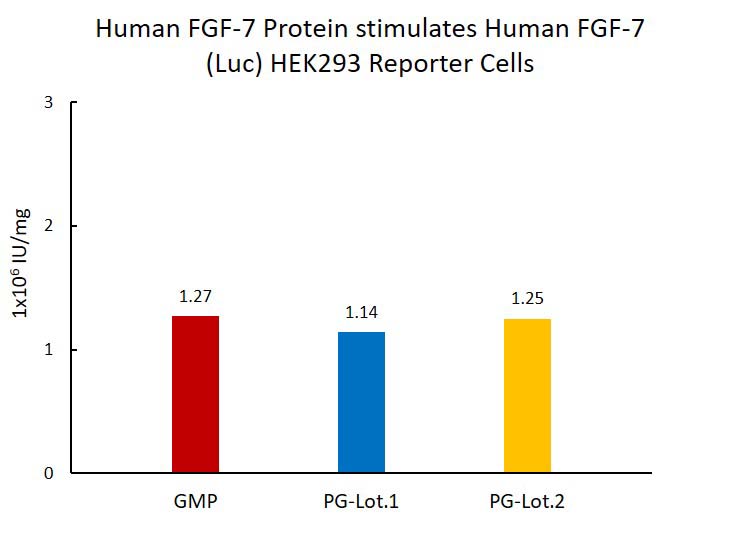 FGF-7 STABILITY