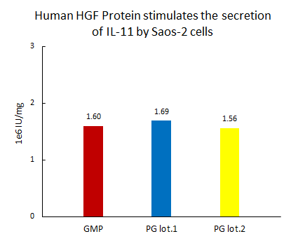 HGF STABILITY