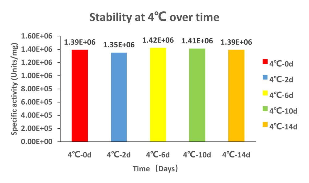 Nuclease STABILITY