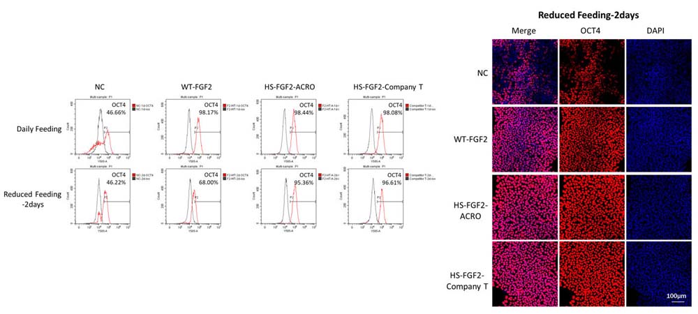 FGF basic STEM CELL CULTURE