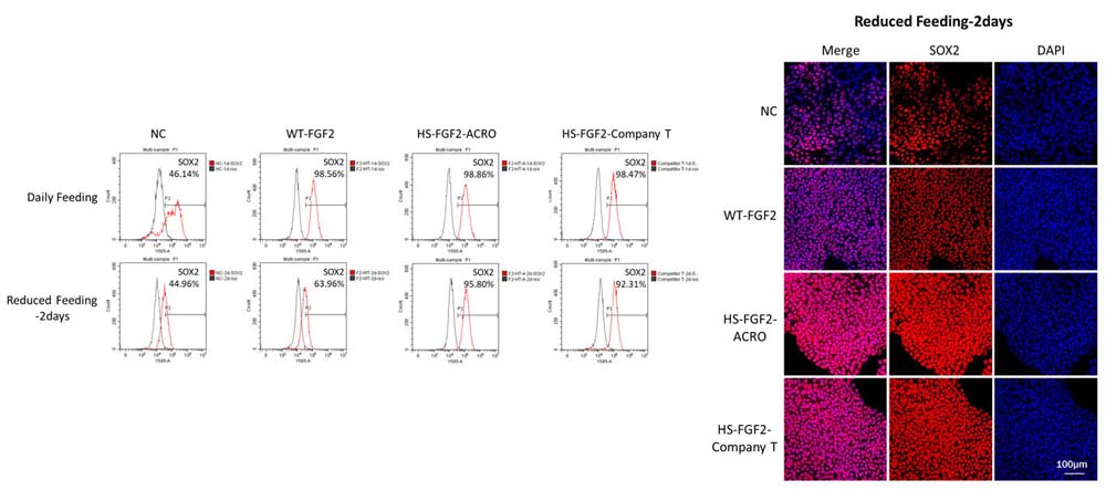 FGF basic STEM CELL CULTURE