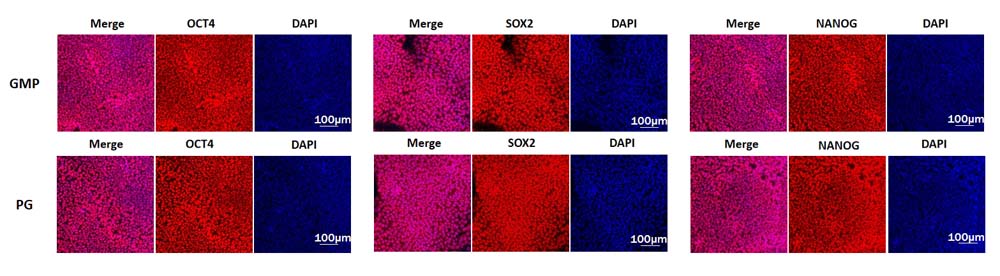Laminin 521 STEM CELL CULTURE