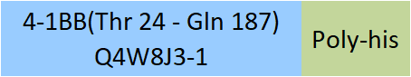 4-1BB Structure
