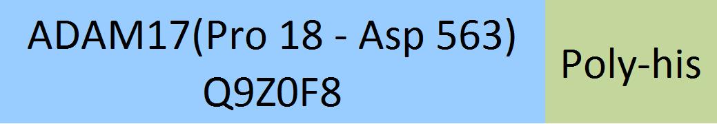 ADAM17 Structure
