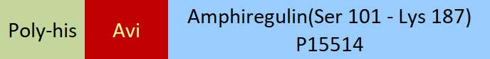 Amphiregulin Structure