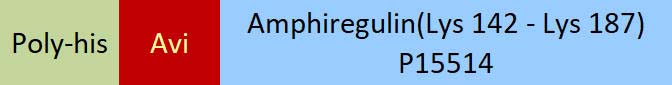 Amphiregulin Structure