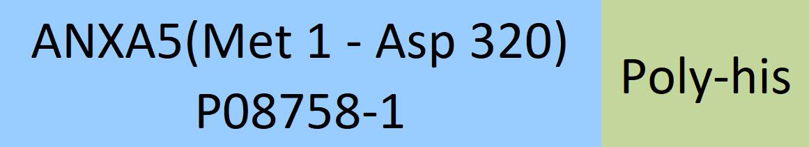 Annexin A5 Structure