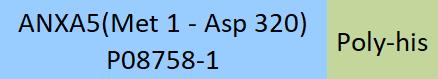 Annexin A5 Structure