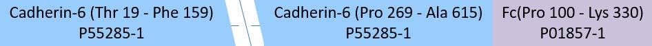 Cadherin-6 Structure