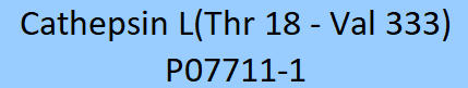 Cathepsin L Structure