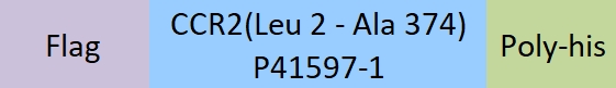 CCR2 Structure