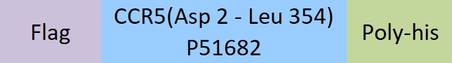 CCR5 Structure