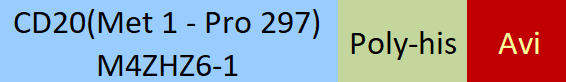 CD20 Structure