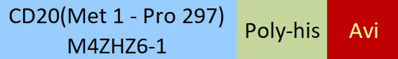 CD20 Structure