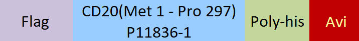 CD20 Structure
