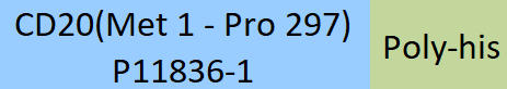 CD20 Structure