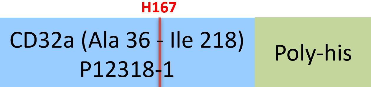 Fc gamma RIIA / CD32a Structure