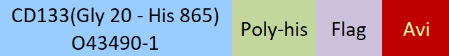CD133 Structure