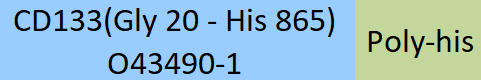 CD133 Structure