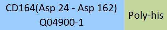CD164 Structure
