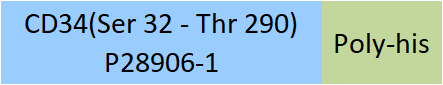 CD34 Structure