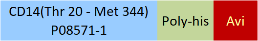 CD14 Structure