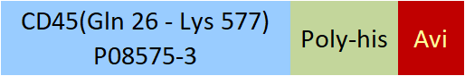 CD45 Structure