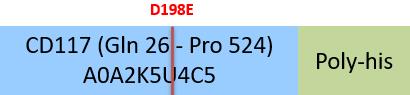 CD117 Structure