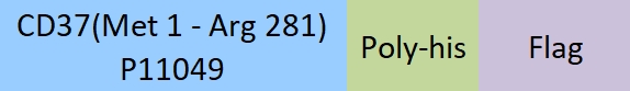 CD37 Structure