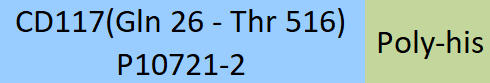 CD117 Structure