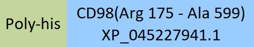 CD98 Structure