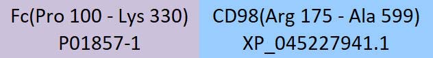 CD98 Structure