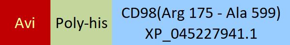 CD98 Structure