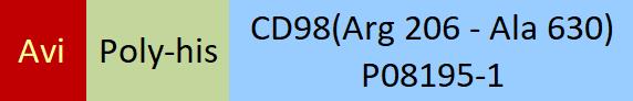 CD98 Structure
