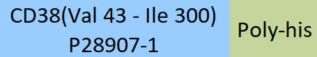 CD38 Structure