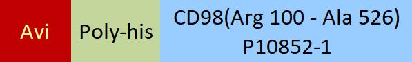 CD98 Structure