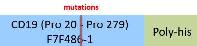 CD19 Structure