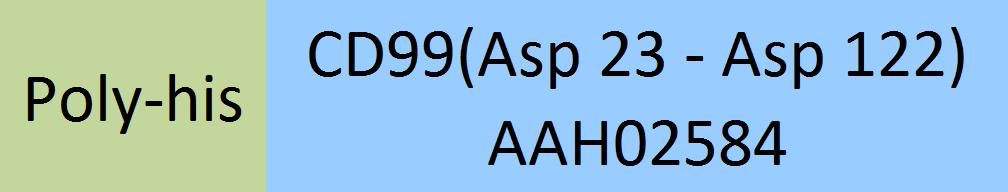 CD99 Structure