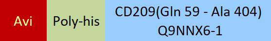 CD209 Structure
