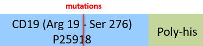 CD19 Structure