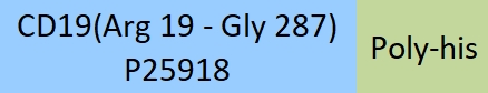 CD19 Structure
