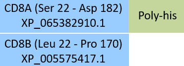 CD8 alpha & beta Structure